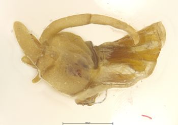 Media type: image;   Entomology 11254 Aspect: genitalia
